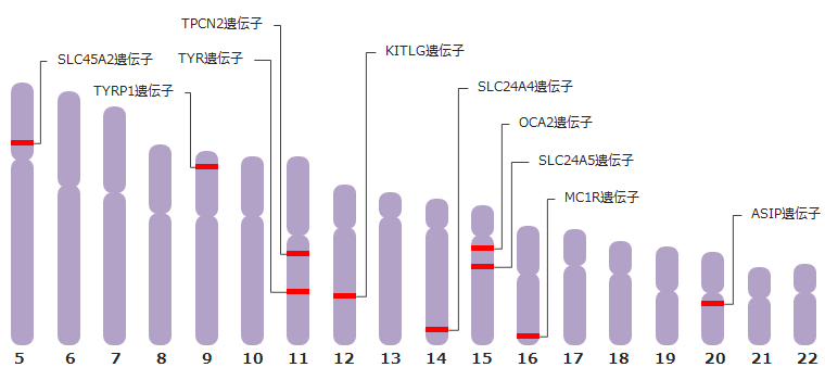 肌、髪の毛、瞳の色に関わる遺伝子の染色体上の大まかな位置