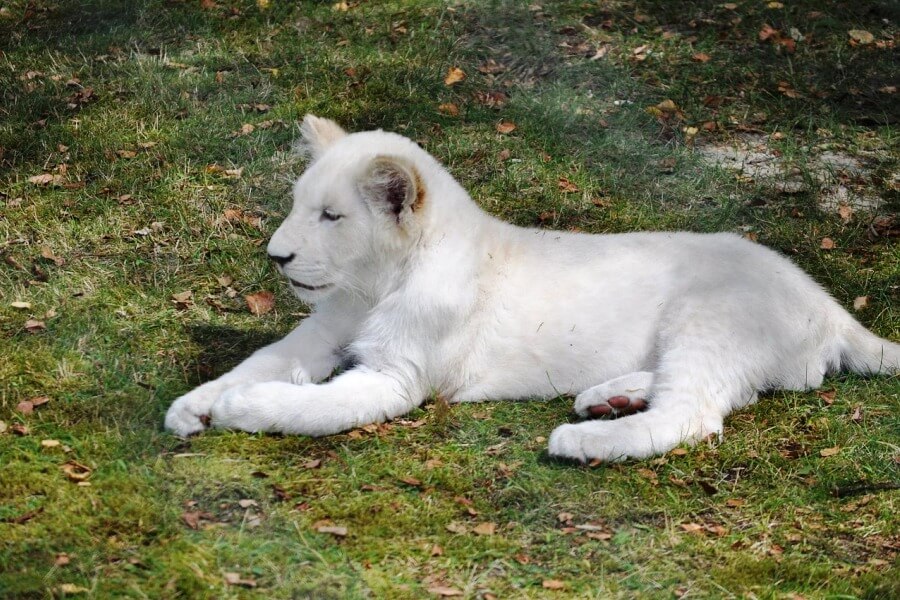 アルビノのライオン