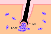 髪の毛が生える仕組みと遺伝子