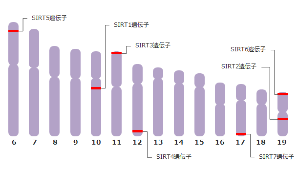 ヒトのサーチュイン遺伝子の染色体上の大まかな位置