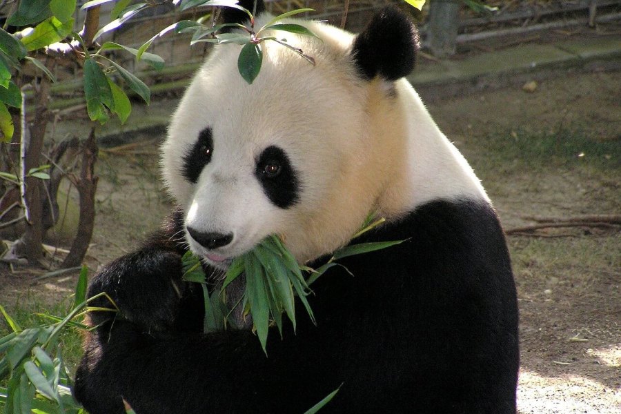 「うま味」遺伝子の変化が、パンダを肉食から草食に変えた？！