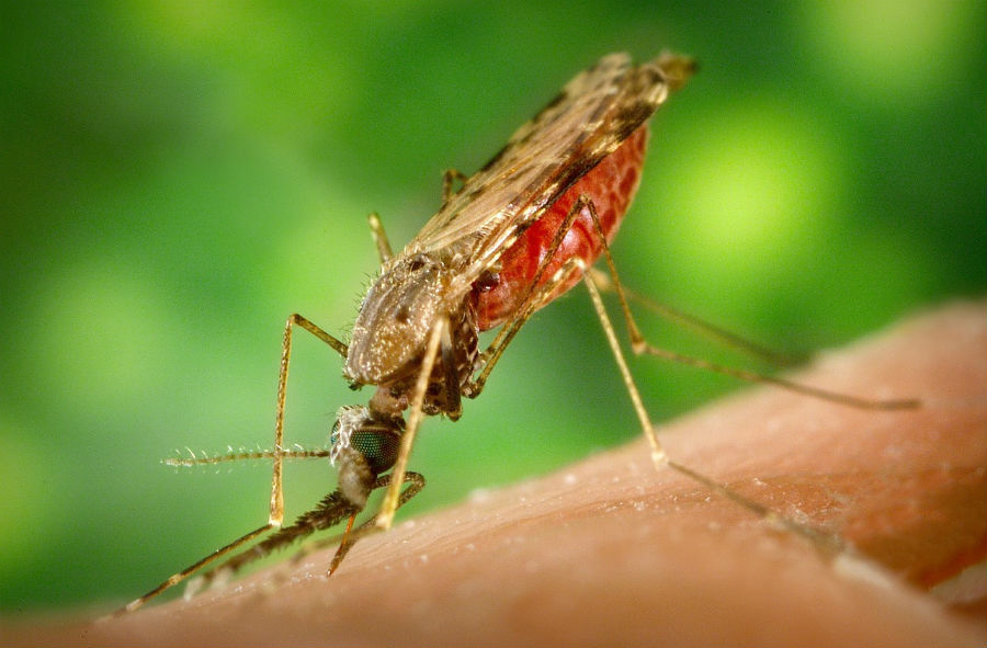 蚊を媒介する感染症