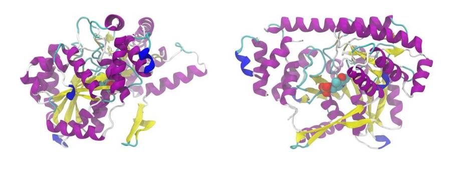 タンパク質の立体構造