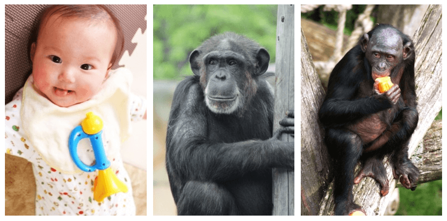 ヒトとチンパンジー、ボノボ