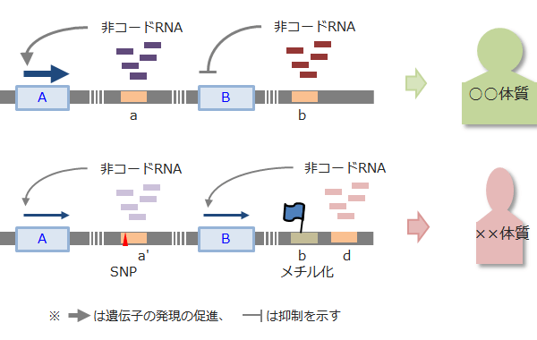 翻訳されないRNA、ノンコーディングRNA（ncRNA）