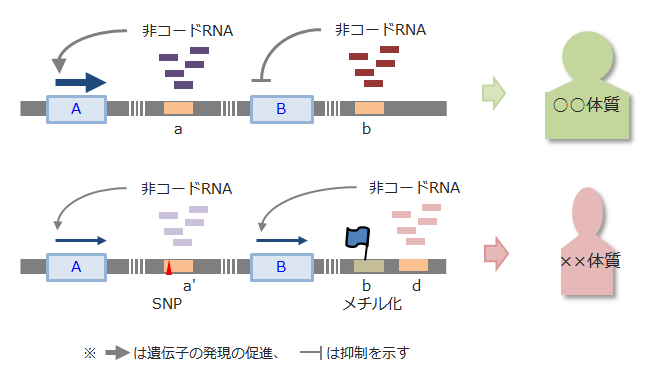 ノンコーディングRNA（ncRNA）