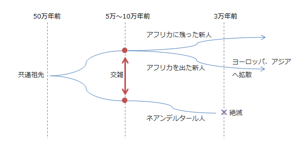 新人とネアンデルタール人の交雑