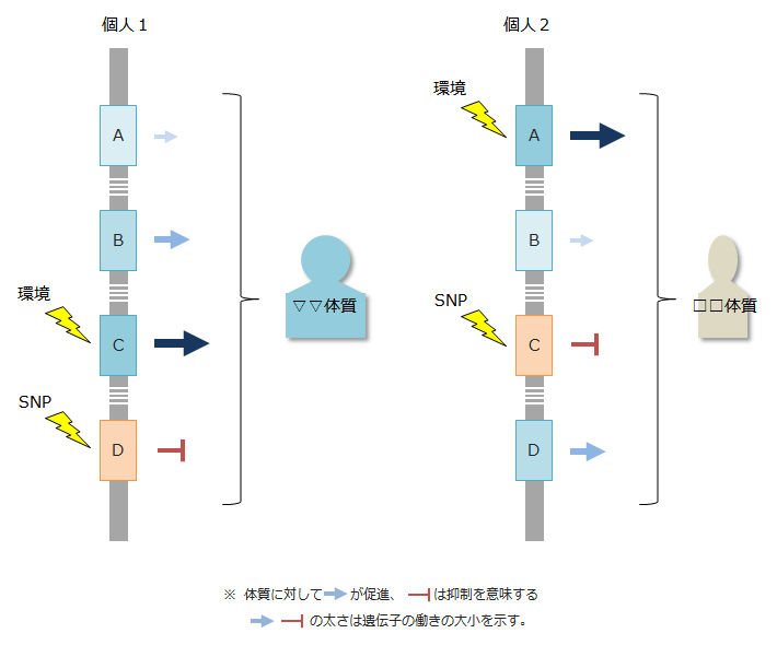 ポリジーンと多因子遺伝病（遺伝性疾患）｜初めての遺伝子検査