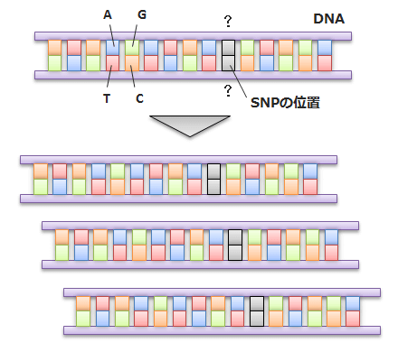 Dnaチップを使ったsnpの型の調査方法 初めての遺伝子検査