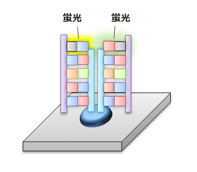 蛍光を読み取る