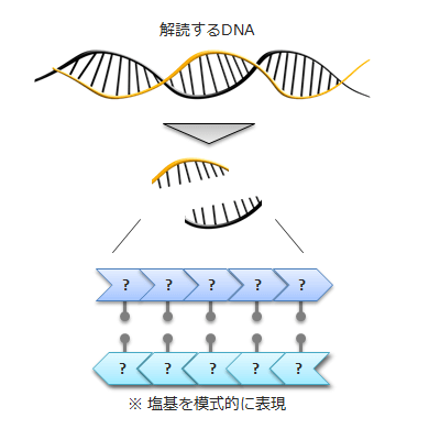 増幅させた2本鎖DNAから1本鎖DNAへ