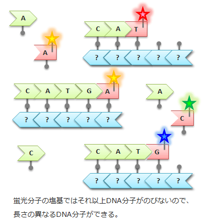 蛍光分子付きの塩基
