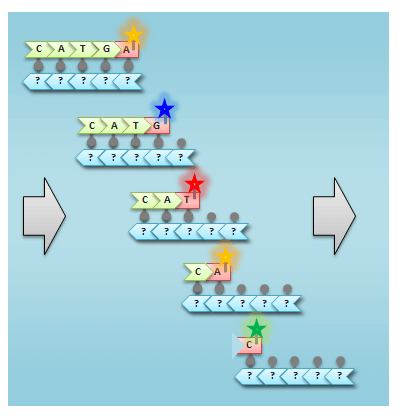 蛍光分子付きの塩基