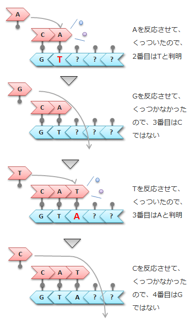 塩基反応の繰り返し